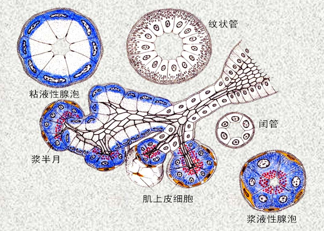 腺泡